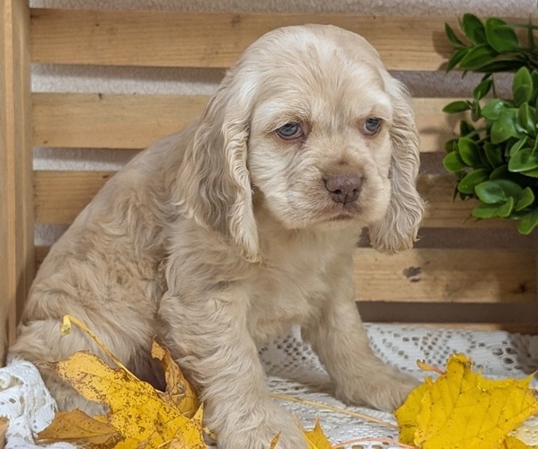 Medium Photo #11 Cocker Spaniel Puppy For Sale in GOSHEN, IN, USA