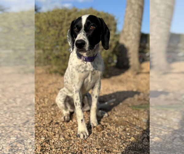 Medium Photo #1 Pointer-Unknown Mix Puppy For Sale in PIPE CREEK, TX, USA