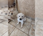 Puppy Leo Labrador Retriever