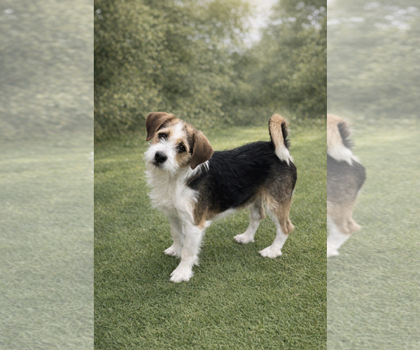 Medium Photo #1 Beagle Puppy For Sale in Menifee, CA, USA