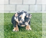 Small Photo #14 English Bulldog Puppy For Sale in UNIVERSAL CITY, CA, USA