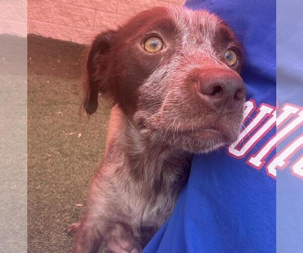Medium Photo #7 Pointer-Unknown Mix Puppy For Sale in Rockwall, TX, USA