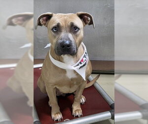 Mutt Dogs for adoption in Bakersfield, CA, USA