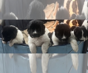 Great Pyrenees-Newfoundland Mix Puppy for sale in JACKSON, NJ, USA
