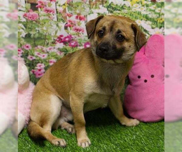 Medium Photo #1 Chihuahua-Unknown Mix Puppy For Sale in Placerville, CA, USA