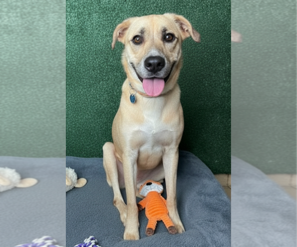 Medium Photo #6 Mutt Puppy For Sale in Elmsford, NY, USA
