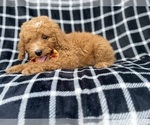 Lenny - Male Goldendoodle (Miniature) Puppy for Sale - Photo #8