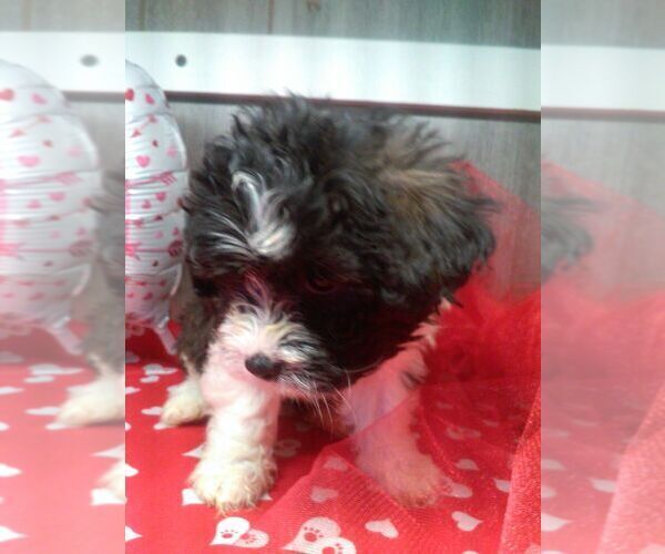 Medium Photo #2 Zuchon Puppy For Sale in ELROY, WI, USA