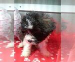 Small Photo #2 Zuchon Puppy For Sale in ELROY, WI, USA