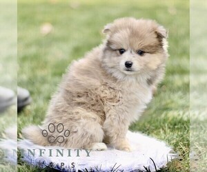 Pom-Shi Puppy for sale in GAP, PA, USA