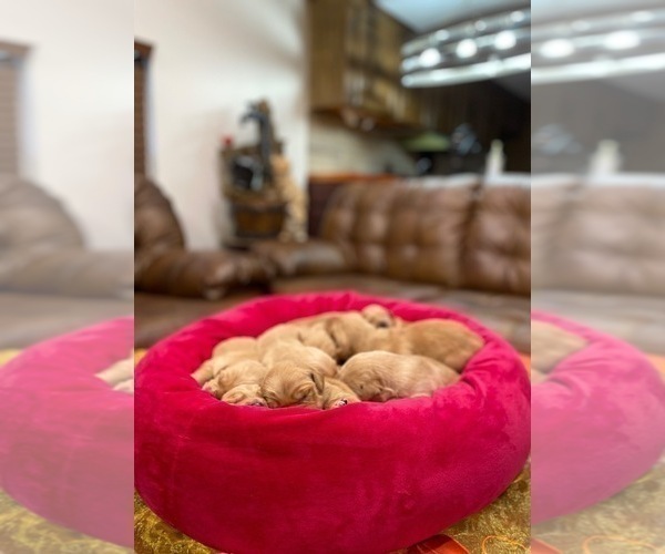 Medium Photo #4 Golden Retriever Puppy For Sale in SANFORD, NC, USA