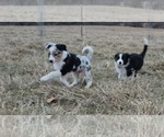 Puppy Merlin Border-Aussie