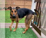 Small #3 Doberman Pinscher-German Shepherd Dog Mix