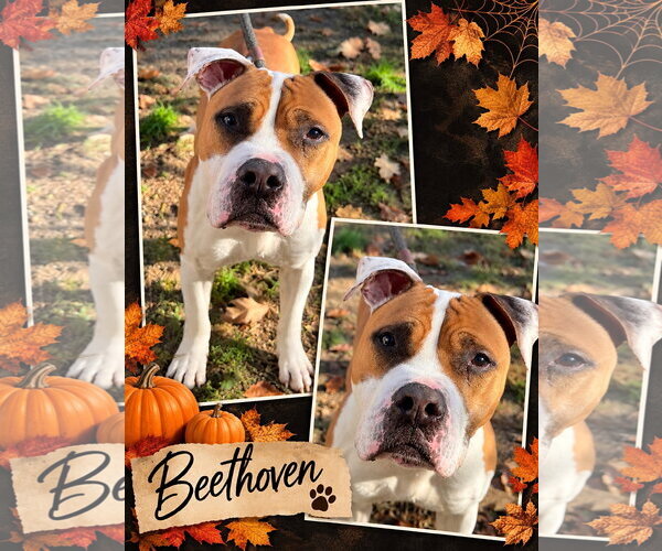 Medium Photo #1 Mutt Puppy For Sale in Jackson , NJ, USA