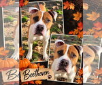 Beethoven - Male Mutt Dog for Adoption - Small photo