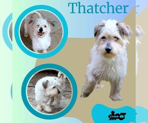 Lhasa Apso-Unknown Mix Dogs for adoption in Lindsay, CA, USA