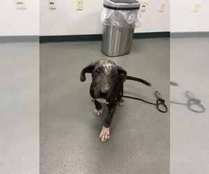 Great Dane-Unknown Mix Dogs for adoption in Corpus Christi, TX, USA