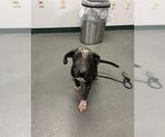 Small Great Dane Mix