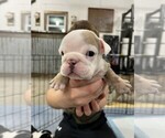 Small Photo #7 Bulldog Puppy For Sale in PELLA, IA, USA
