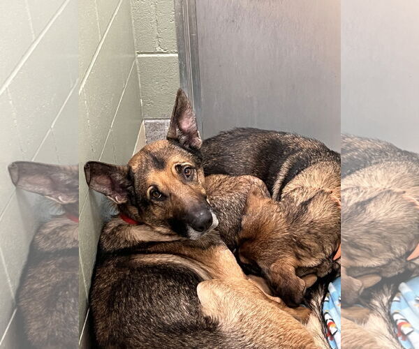 Medium Photo #11 German Shepherd Dog-Unknown Mix Puppy For Sale in Webster, WI, USA