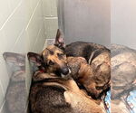 Small #10 German Shepherd Dog Mix