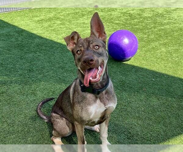 Medium Photo #2 German Shepherd Dog-Unknown Mix Puppy For Sale in Orange, CA, USA