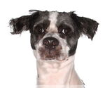 Small Shih Tzu