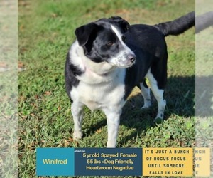 Mutt Dogs for adoption in Woodbury, NY, USA