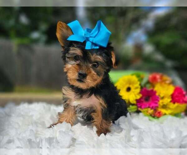 Medium Photo #1 Yorkshire Terrier Puppy For Sale in INDIANAPOLIS, IN, USA