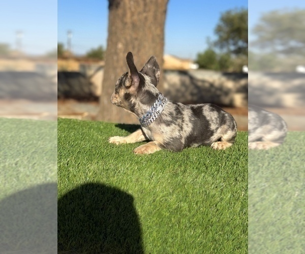 Medium Photo #13 French Bulldog Puppy For Sale in WINNSBORO, TX, USA