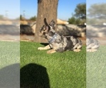 Small #12 French Bulldog