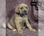 Small Photo #2 Cane Corso Puppy For Sale in POMEROY, OH, USA