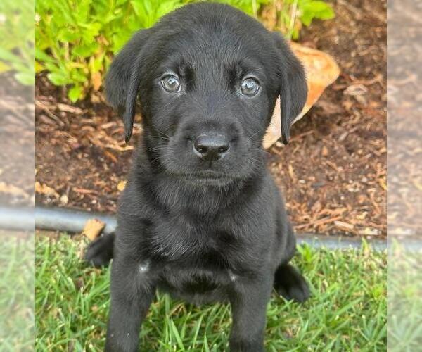 Medium Photo #2 Labrador Retriever-Unknown Mix Puppy For Sale in San Diego, CA, USA