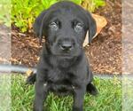 Small #1 Labrador Retriever Mix