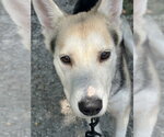 Small #1 Mutt