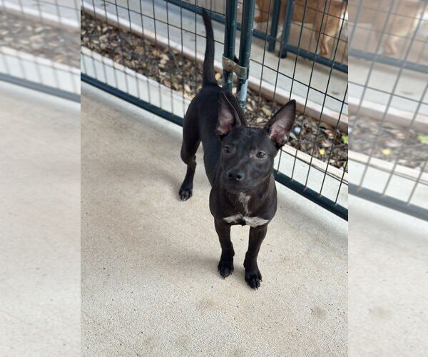 Medium Photo #2 Mutt Puppy For Sale in Oak Bluffs, MA, USA