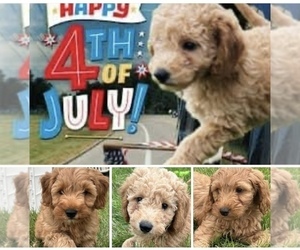Goldendoodle (Miniature) Puppy for sale in HULL, IA, USA