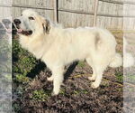 Small #2 Great Pyrenees