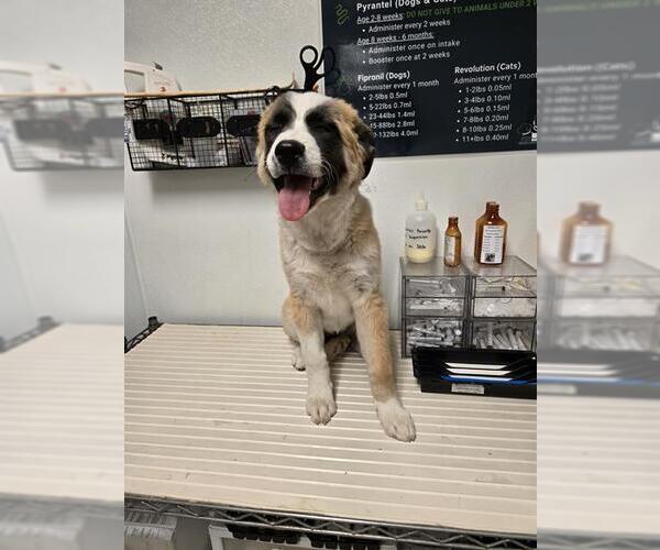 Medium Photo #1 Saint Bernard Puppy For Sale in Bakersfield, CA, USA