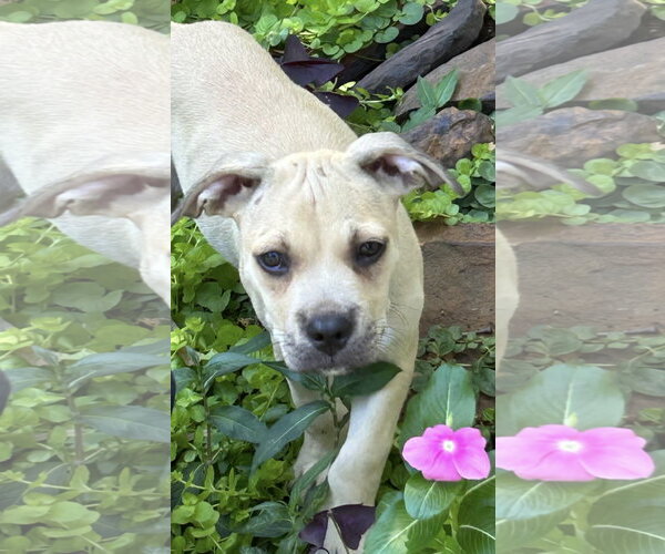 Medium Photo #3 Mutt Puppy For Sale in Rockaway, NJ, USA