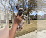 Small Photo #2 French Bulldog Puppy For Sale in MCDONOUGH, GA, USA