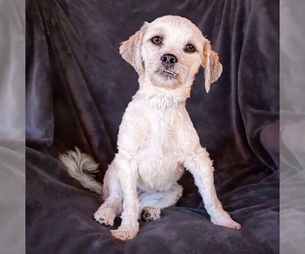 Medium Photo #2 Poovanese Puppy For Sale in Albuquerque, NM, USA