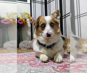 Unknown-Welsh Corgi Mix Dogs for adoption in Salt Lake City, UT, USA