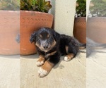 Small Photo #2 Australian Shepherd Puppy For Sale in ESCONDIDO, CA, USA