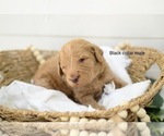 Small Photo #3 Goldendoodle Puppy For Sale in BOGALUSA, LA, USA