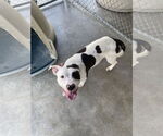 Small #1 American Pit Bull Terrier Mix