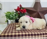 Small #9 English Cream Golden Retriever