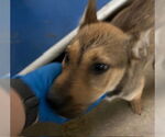 Small German Shepherd Dog