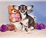 Small #13 Chihuahua