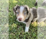 Puppy 1 Australian Shepherd